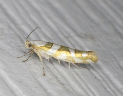 Argyresthia calliphanes