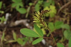 Grona heterocarpos