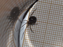 Steatoda grossa