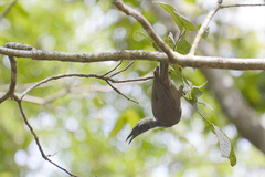 Philemon buceroides yorki