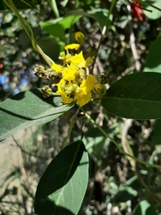 Stigmaphyllon bonariense