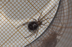 Steatoda grossa