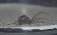 Steatoda grossa
