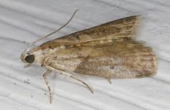 Acrobasis juglandis