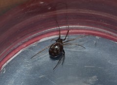 Steatoda grossa