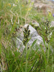 Omalotheca norvegica