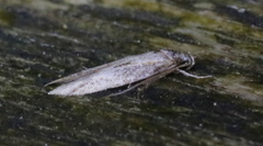 Blastodacna atra