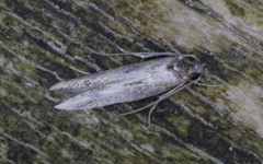 Blastodacna atra