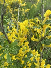Chamaecytisus ruthenicus