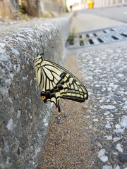 Papilio xuthus