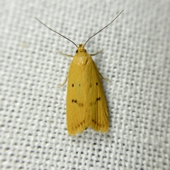 Eulechria subpunctella