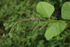 Pleurolobus gangeticus