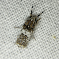Ozotomerus bipunctatus