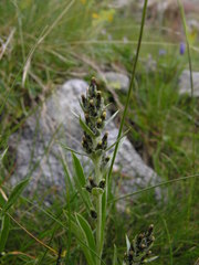 Omalotheca norvegica