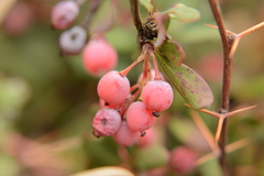 Berberis wilsoniae