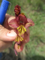 Gladiolus woodii