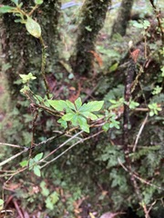 Rhododendron chilanshanense