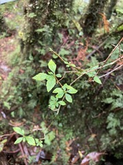 Rhododendron chilanshanense