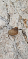 Gastropoda