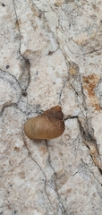 Gastropoda