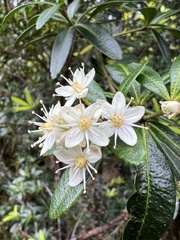 Acradenia frankliniae