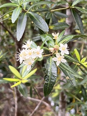 Acradenia frankliniae