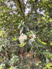 Acradenia frankliniae