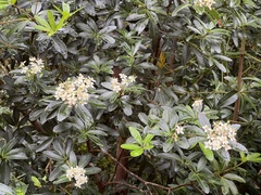 Acradenia frankliniae