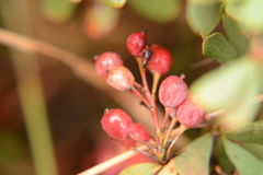 Berberis wilsoniae