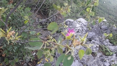 Bauhinia macranthera