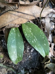 Hoya pubicalyx