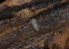 Carychium