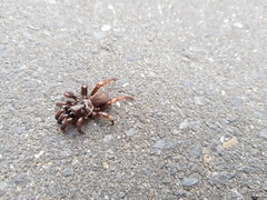 Araneae