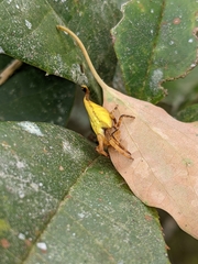Arachnura melanura