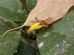 Arachnura melanura