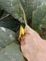 Arachnura melanura