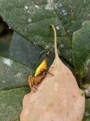 Arachnura melanura