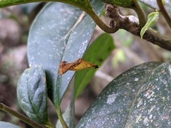 Arachnura melanura