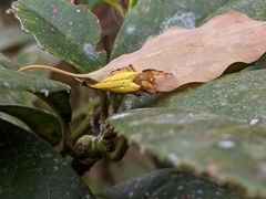 Arachnura melanura