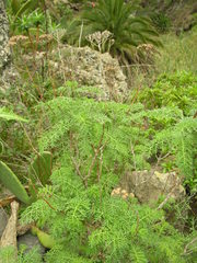 Gonospermum fruticosum