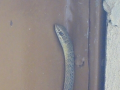 Psammophis
