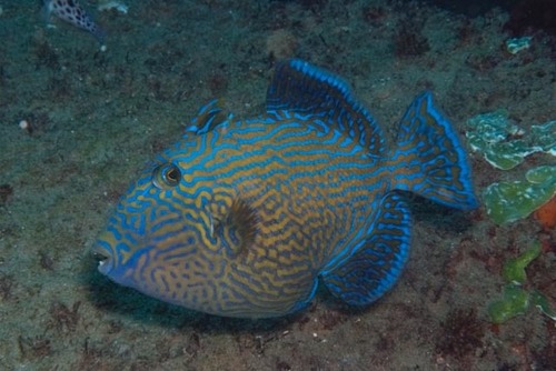Blue Triggerfish
