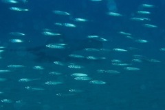 Trachurus