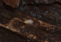 Carychium