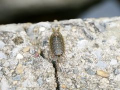 Ligia cinerascens