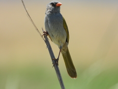 Embernagra platensis