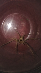 Heteropoda venatoria