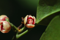 Garcinia pedicellata