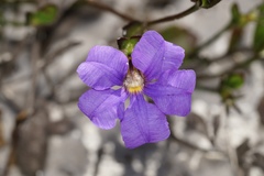 Scaevola calliptera