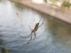 Trichonephila clavata